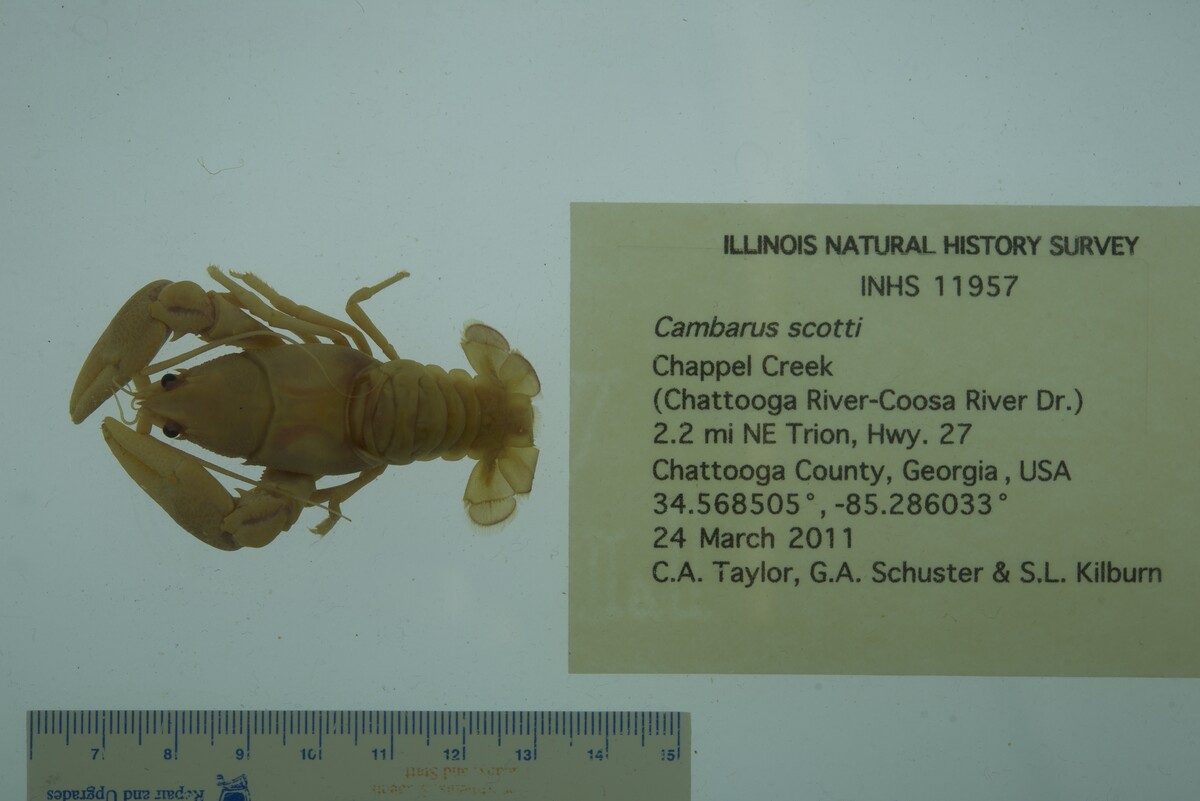 Cambarus scotti image